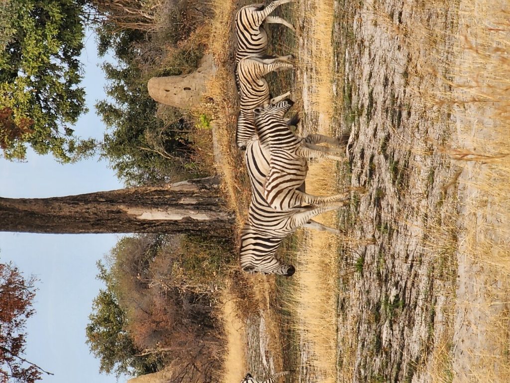 Botswana safari: four plains zebras in dry woodland