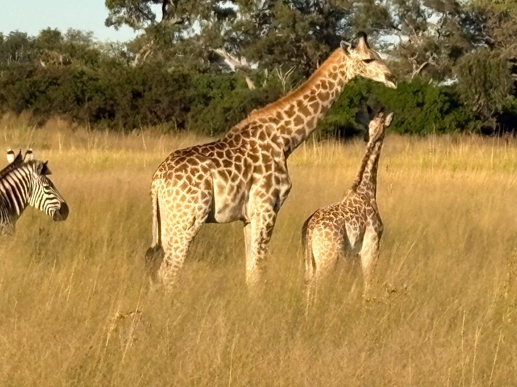 Botswana safari: giraffe and calf with zebra in tall grass