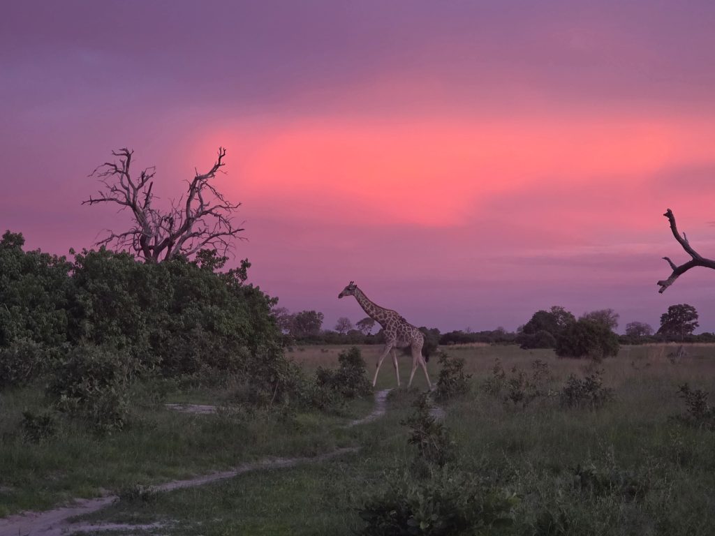 Botswana safari: giraffe crossing track under pink dusk sky