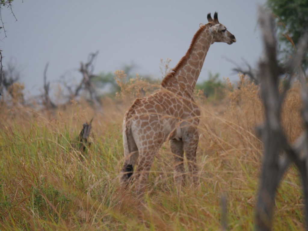 Botswana safari: giraffe standing in tall grass head turned away