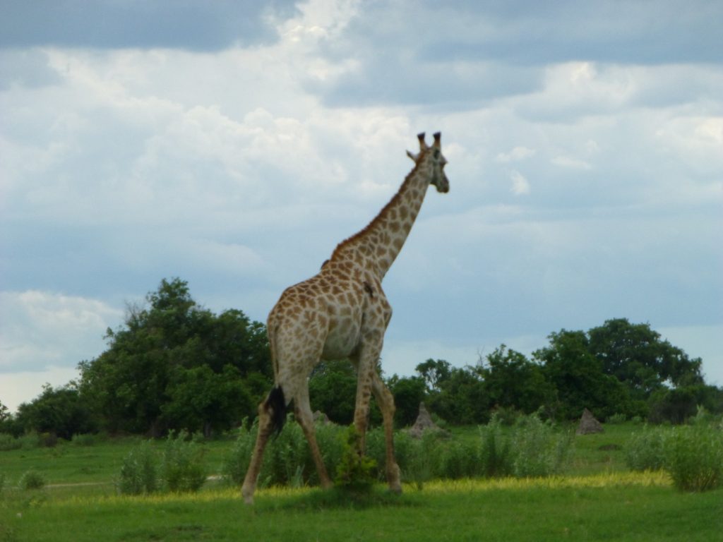 Botswana safari: giraffe walking on green plain under clouds