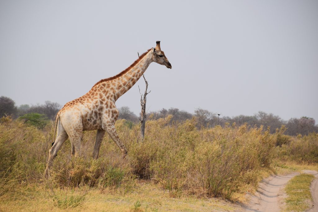 Botswana safari: giraffe walking through scrub beside sand track