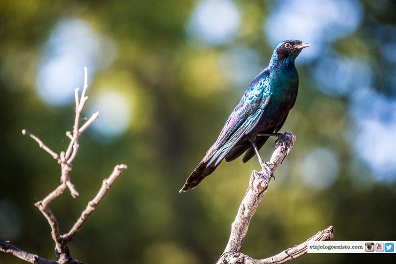 Botswana safari: glossy starling perched on bare branch
