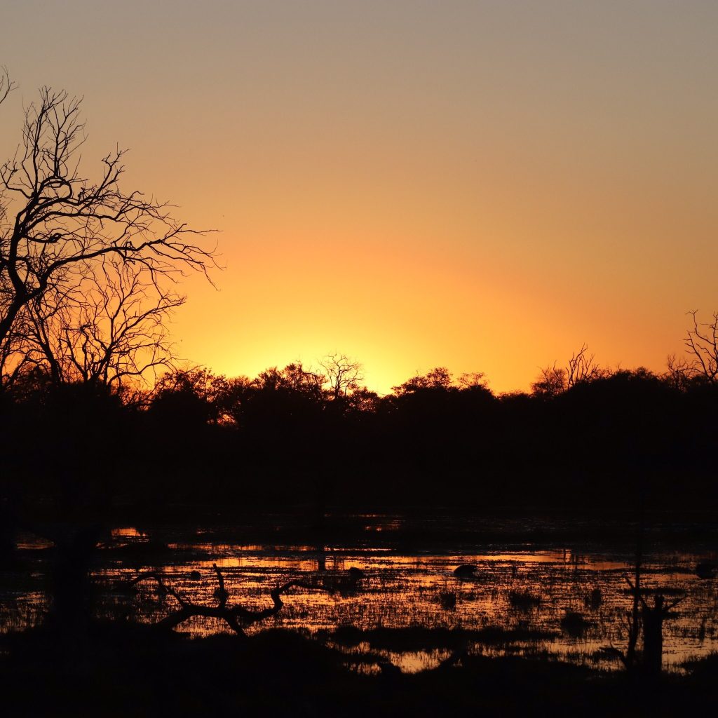 Botswana safari: golden sunset over flooded plain silhouetted trees