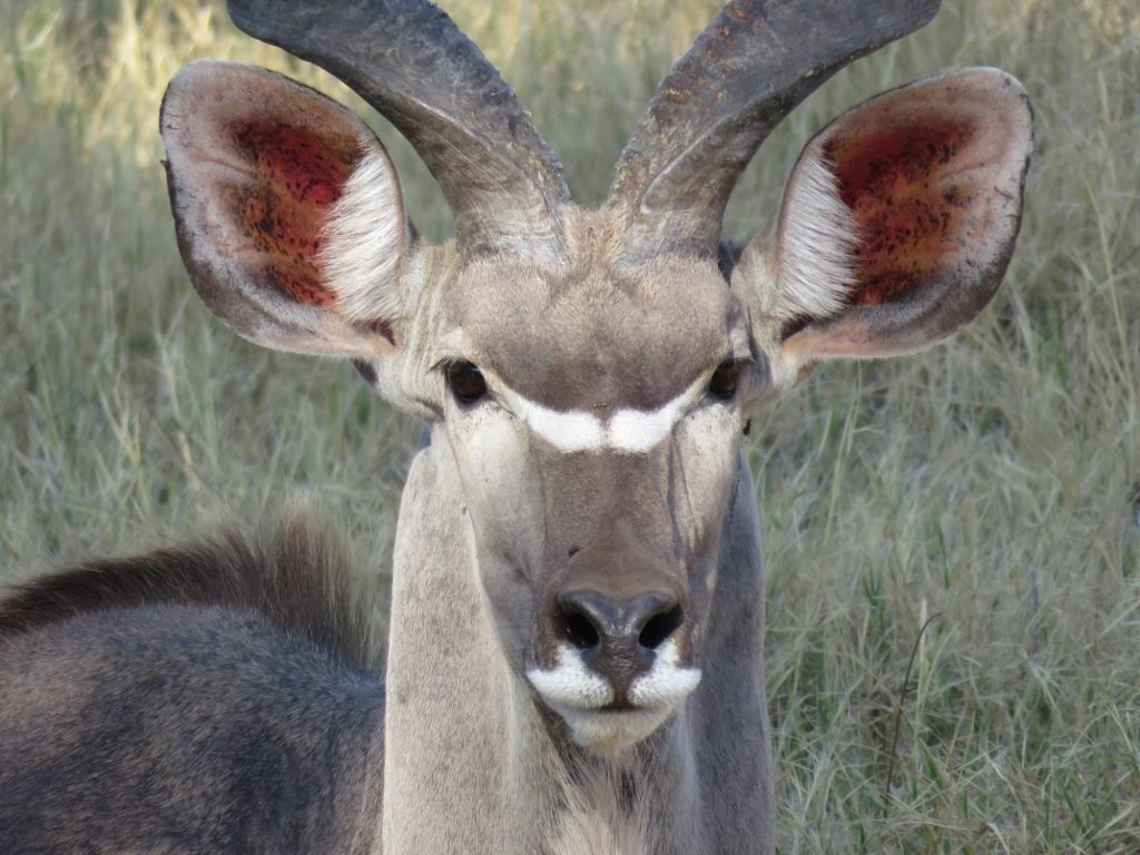 Botswana safari: greater kudu bull facing camera with spiral horns