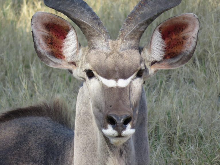 Botswana safari: greater kudu bull facing camera with spiral horns