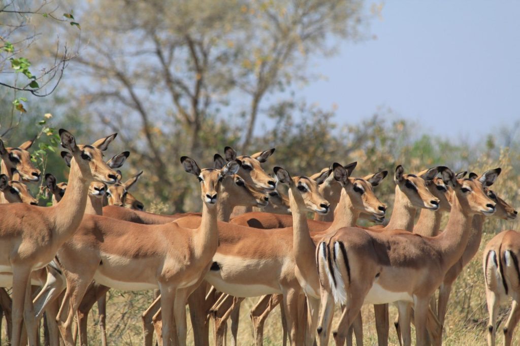 Botswana safari: herd of female impala standing alert together