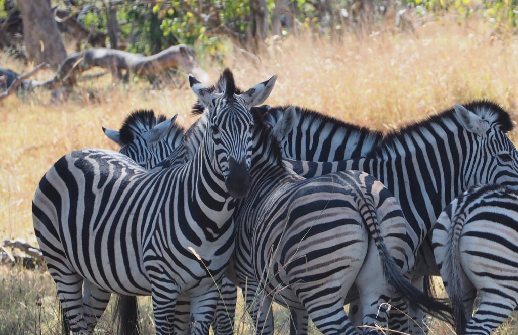 Botswana safari: herd of plains zebra huddled together