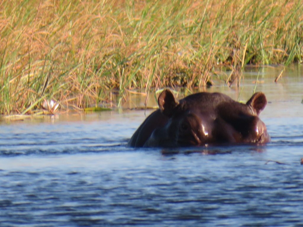 Botswana safari: hippo head surfacing beside delta reeds