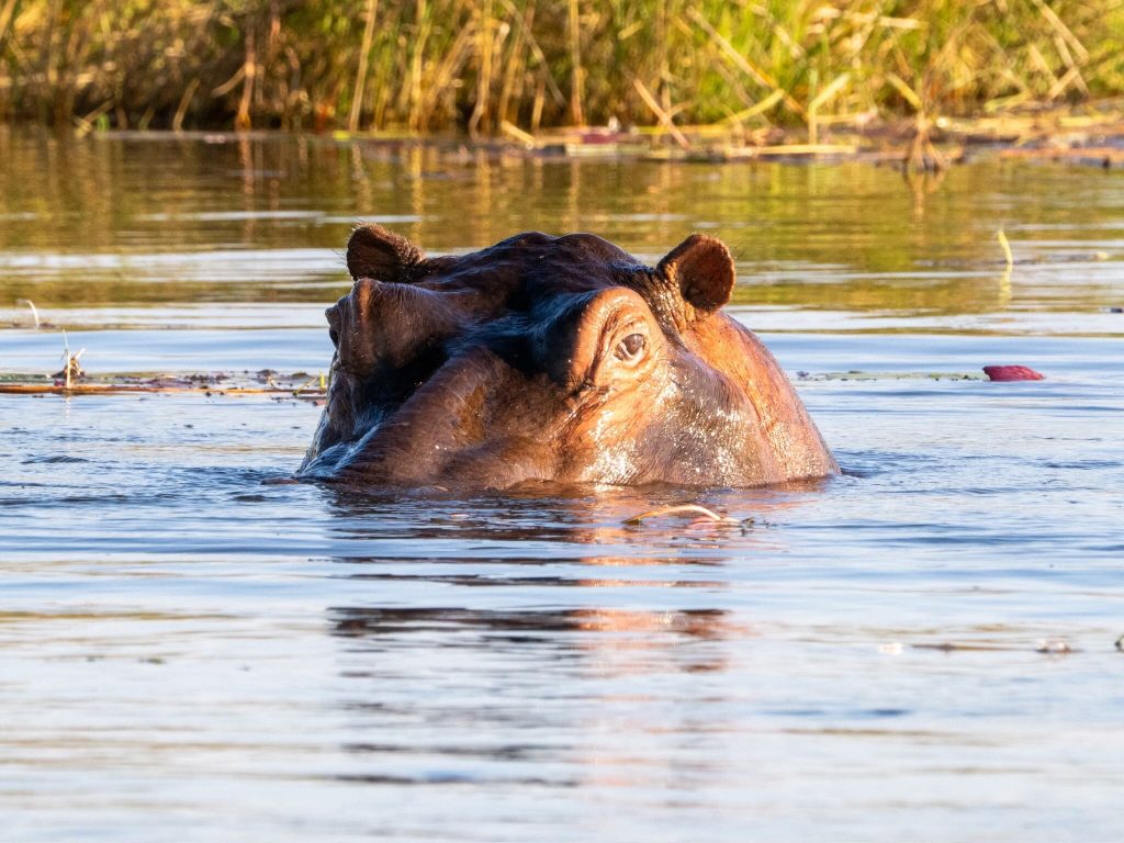 Botswana safari: hippo head surfacing in sunlit channel