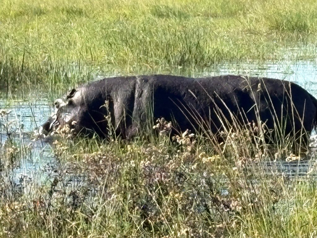Botswana safari: hippo wading in shallow grassy water