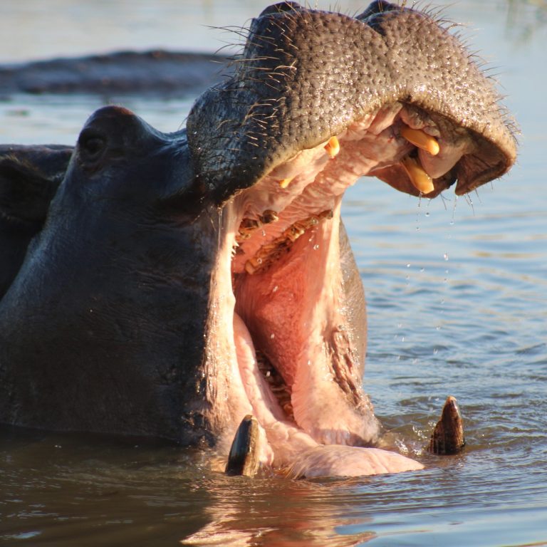 Botswana safari: hippo yawning with open jaws in water