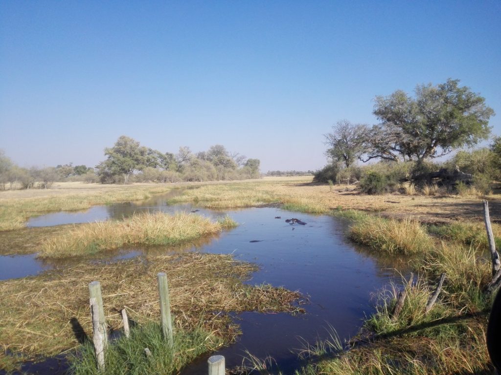 Botswana safari: hippos in floodplain channel under blue sky