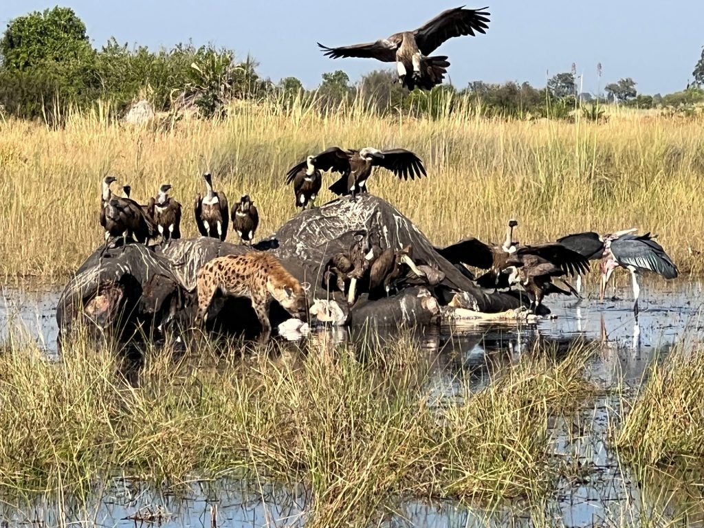 Botswana safari: hyena and vultures on elephant carcass