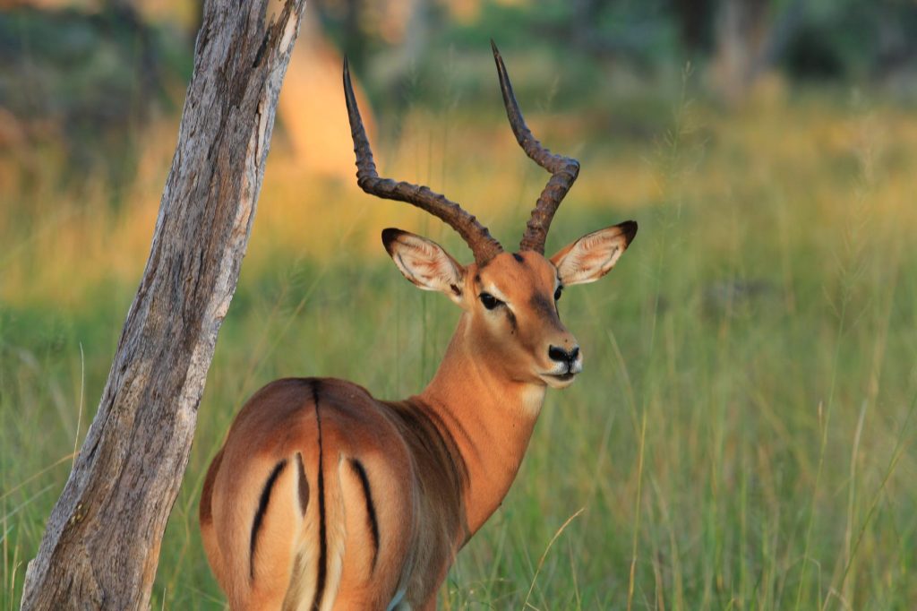 Botswana safari: impala ram beside dead tree trunk in golden light