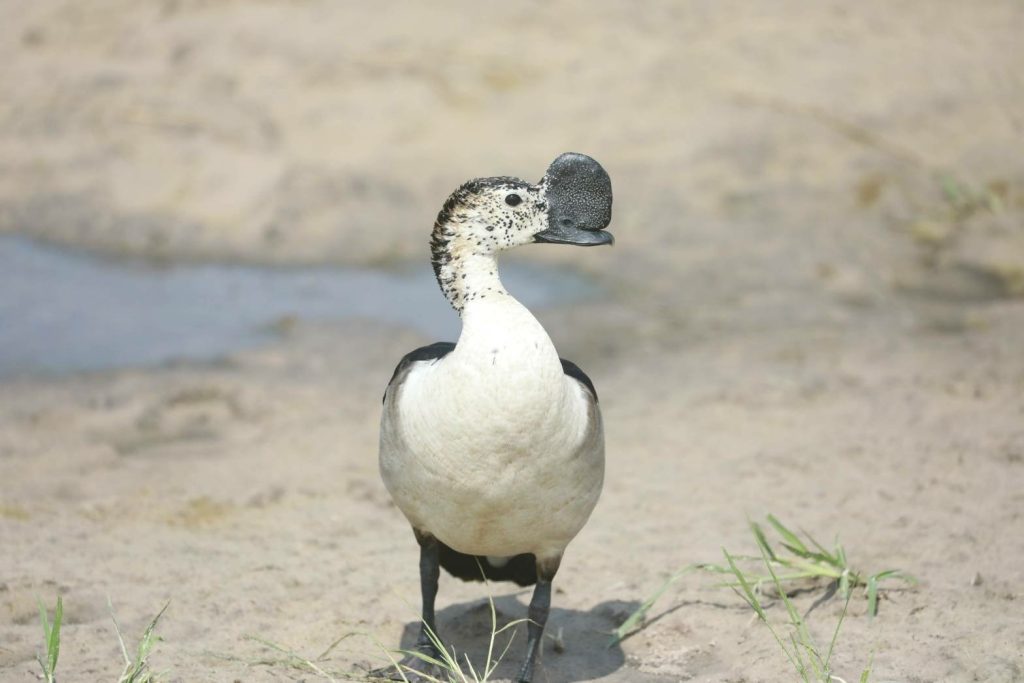 Botswana safari: knob billed duck standing on sandy riverbank