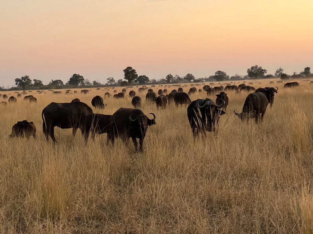 Botswana safari: large buffalo herd grazing at dusk