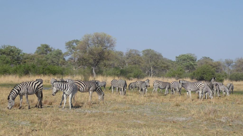 Botswana safari: large plains zebra herd on open plain