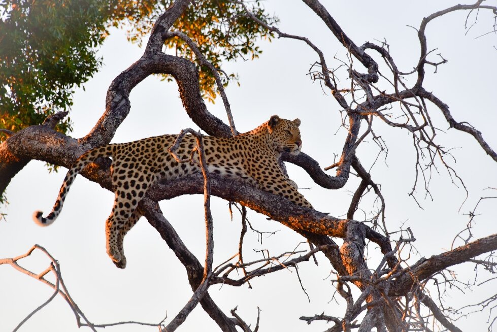 Botswana safari: leopard asleep draped over tree branch