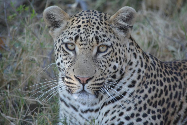 Botswana safari: leopard face close up staring from dry grass