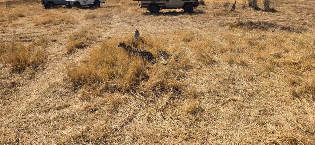 Botswana safari: leopard in dry grass beside two safari vehicles