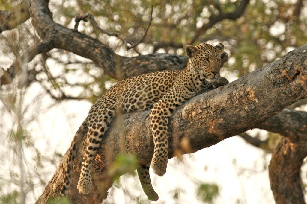 Botswana safari: leopard lying along horizontal branch