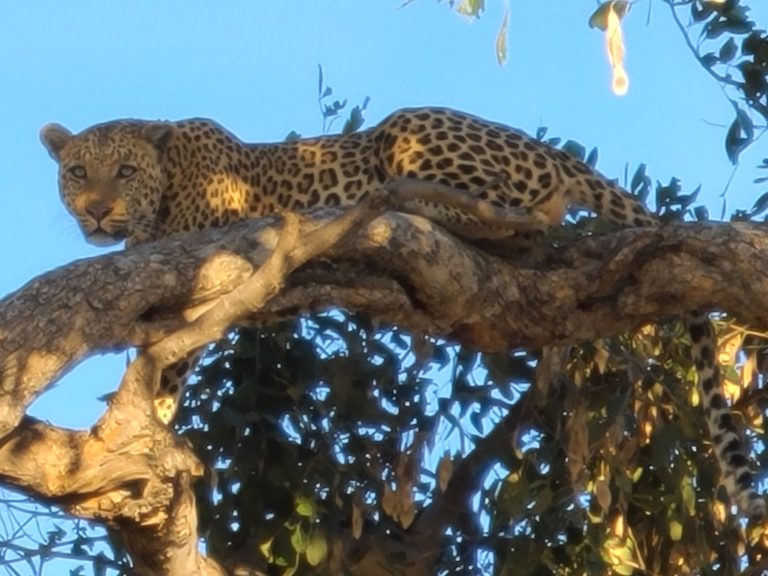 Botswana safari: leopard lying along thick tree branch