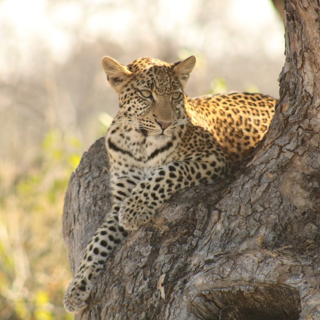 Botswana safari: leopard resting in backlit tree fork