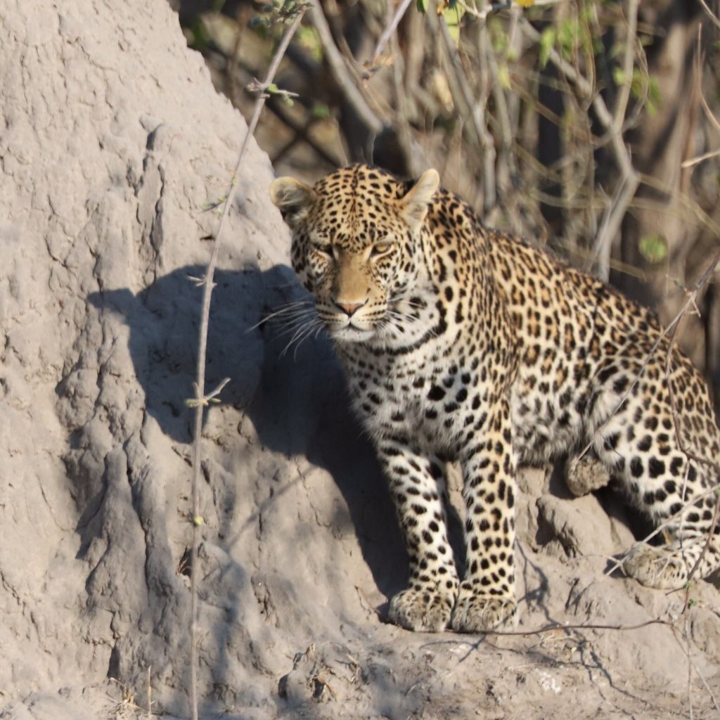 Botswana safari: leopard standing on termite mound