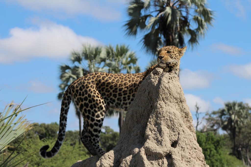 Botswana safari: leopard standing on termite mound below palm trees