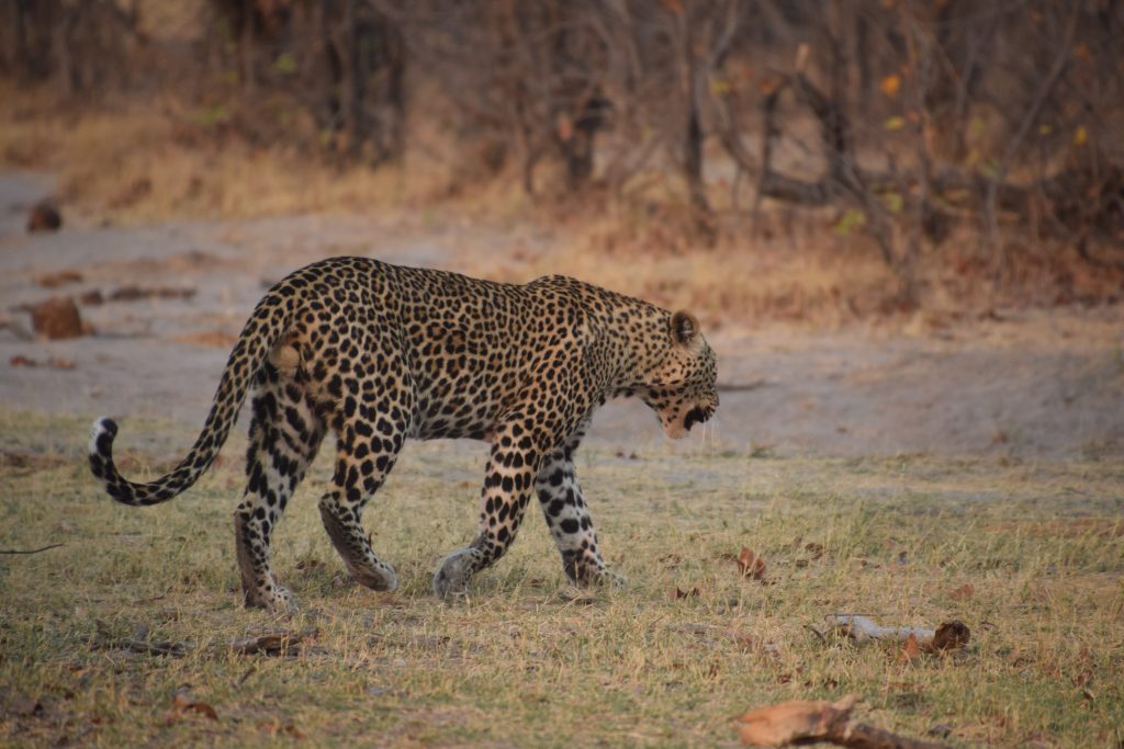 Botswana safari: leopard walking across open sandy clearing