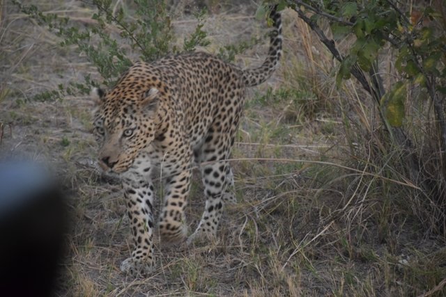 Botswana safari: leopard walking through dry grass at dusk