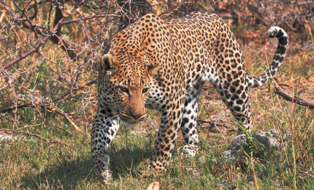 Botswana safari: leopard walking through dry grass towards camera