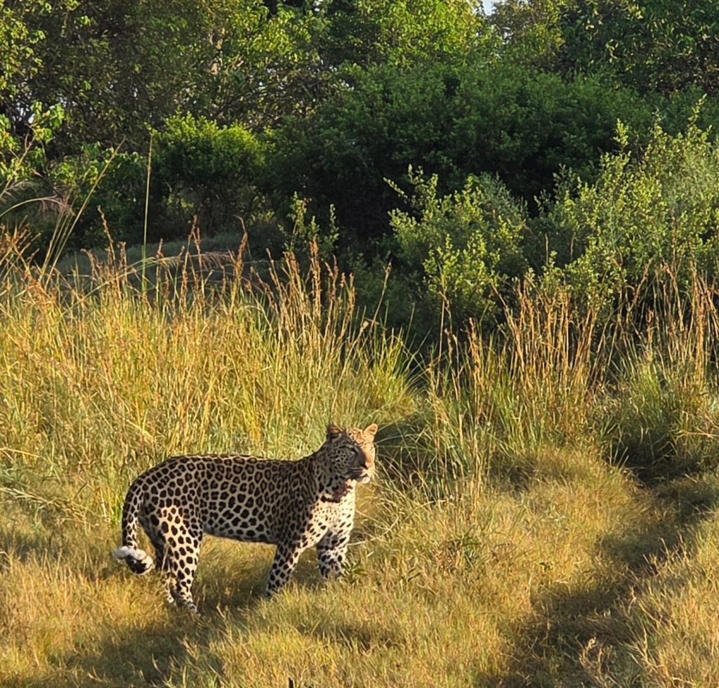 Botswana safari: leopard walking through golden grass