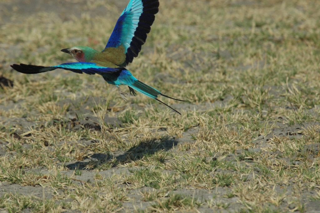 Botswana safari: lilac breasted roller in flight over grass