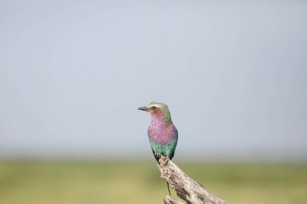 Botswana safari: lilac breasted roller on bare stump against sky