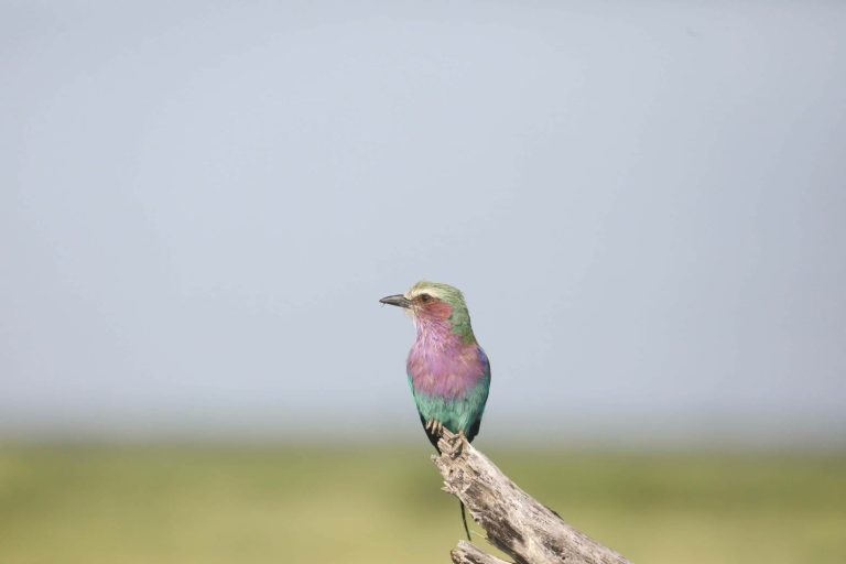Botswana safari: lilac breasted roller on bare stump against sky