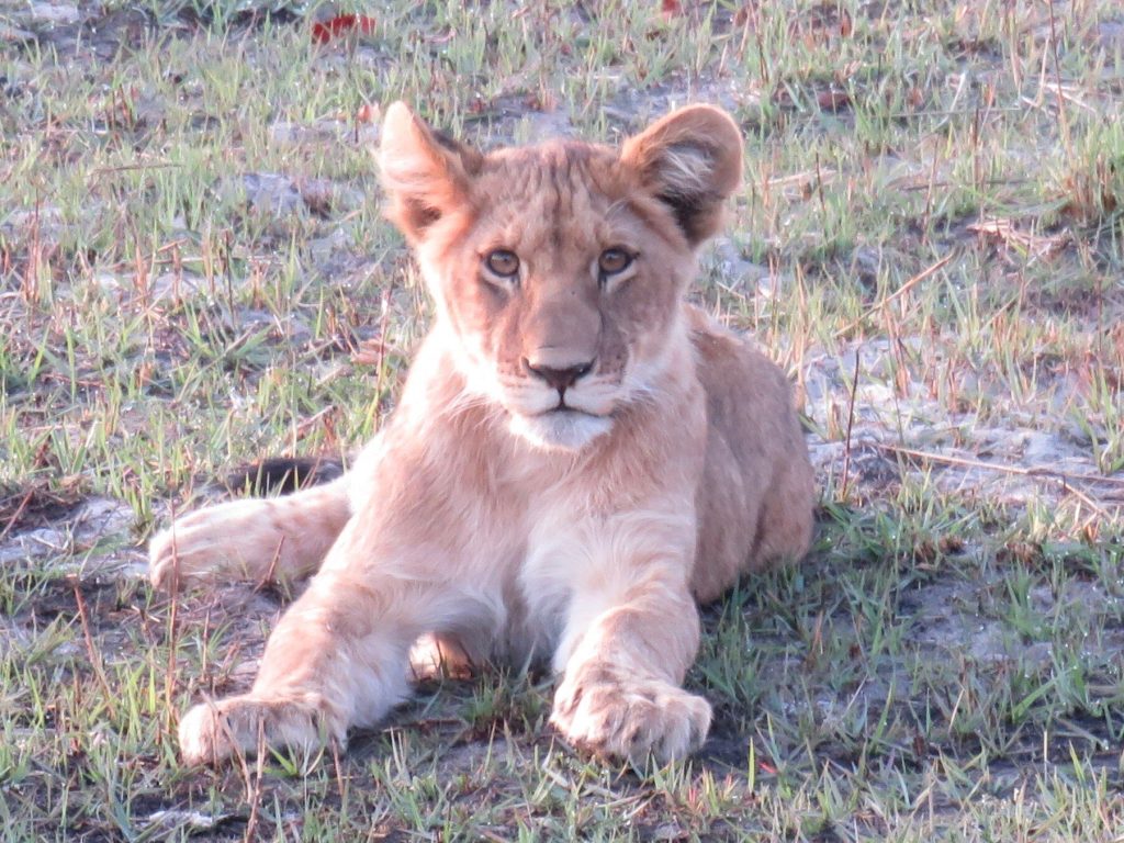 Botswana safari: lion cub lying on wet grass
