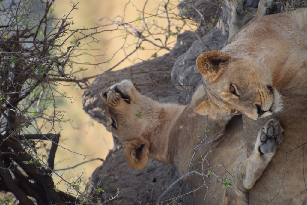 Botswana safari: lion cubs play wrestling on termite mound
