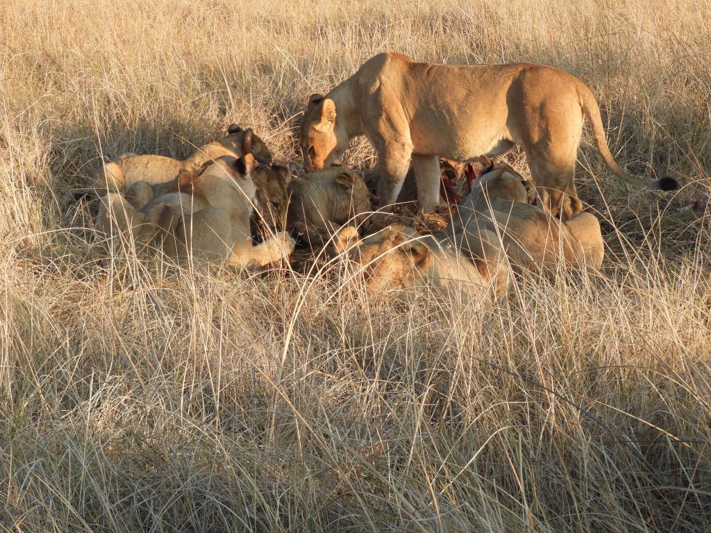 Botswana safari: lion pride feeding on kill in grass