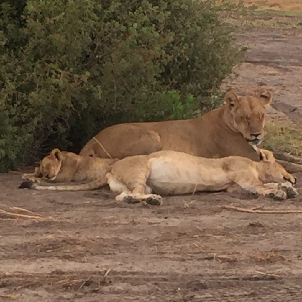 Botswana safari: lioness and two cubs sleeping on track