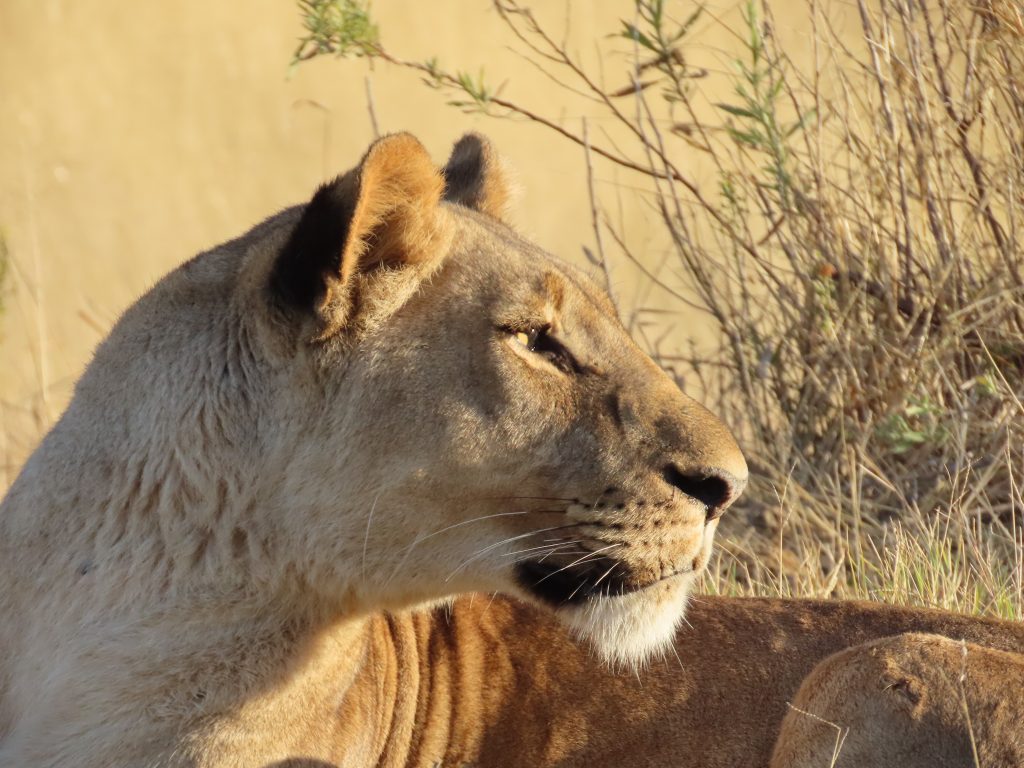 Botswana safari: lioness head in profile in golden light