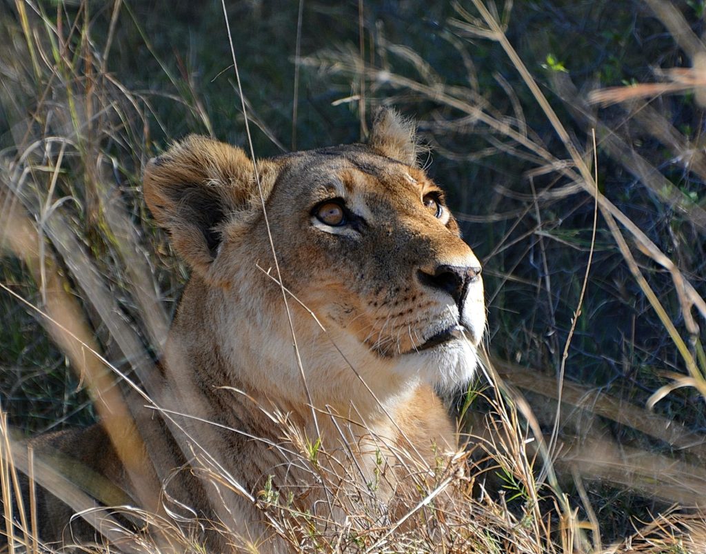 Botswana safari: lioness head lifted in tall golden grass