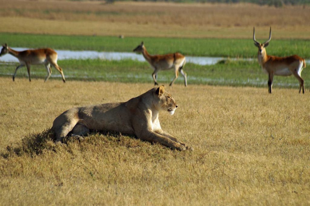 Botswana safari: lioness lying on mound watching red lechwe