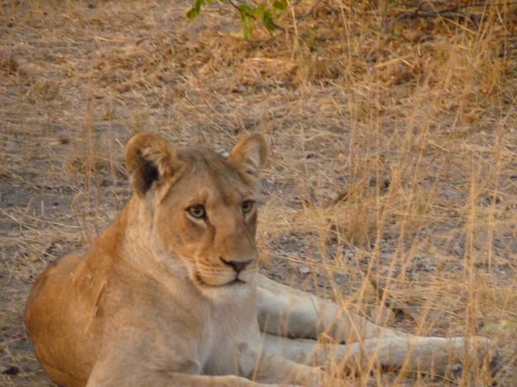 Botswana safari: lioness resting in dry grass close up