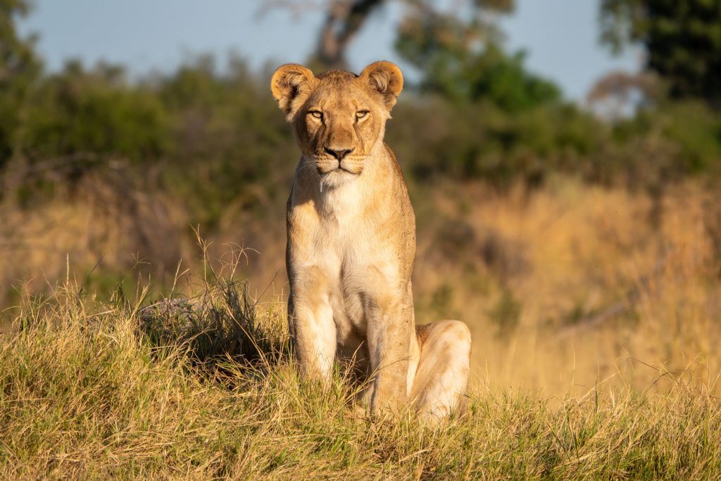 Botswana safari: lioness sitting upright in golden grass