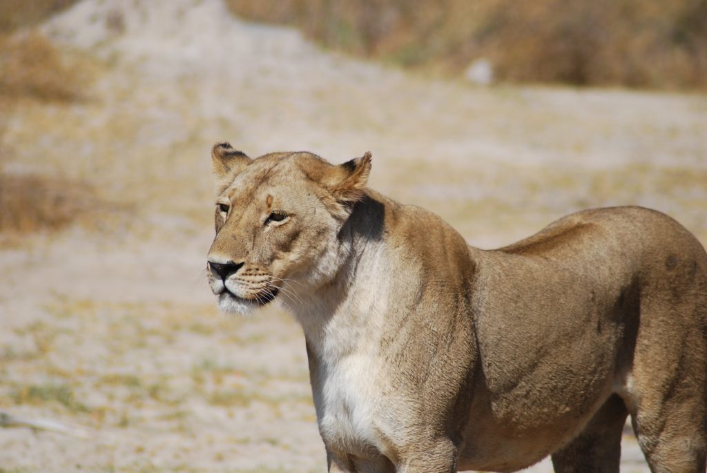 Botswana safari: lioness walking on pale sandy ground