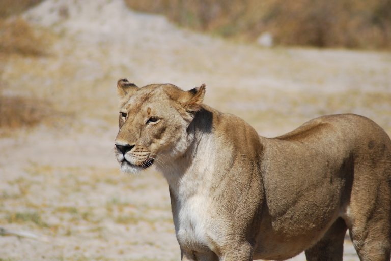 Botswana safari: lioness walking on pale sandy ground