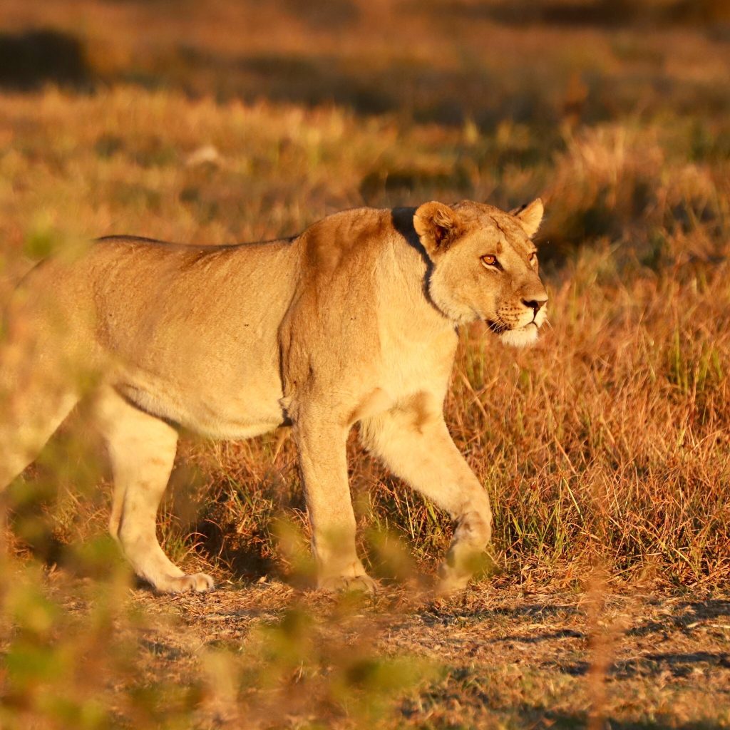 Botswana safari: lioness walking through golden grass