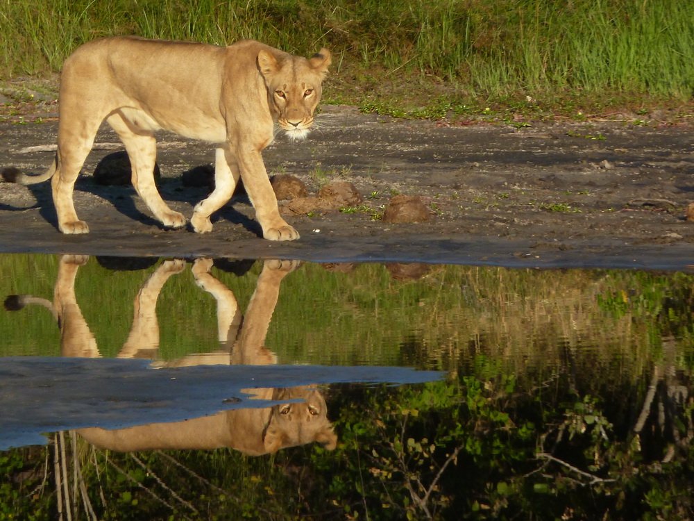 Botswana safari: lioness walking with reflection in water